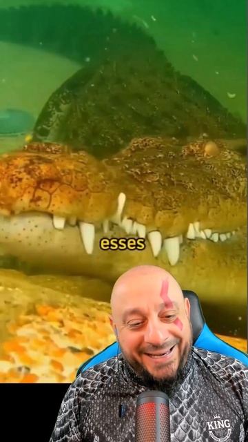 Crocodilo marinho X tigre siberiano #bio #animals #biologia смотреть онлайн