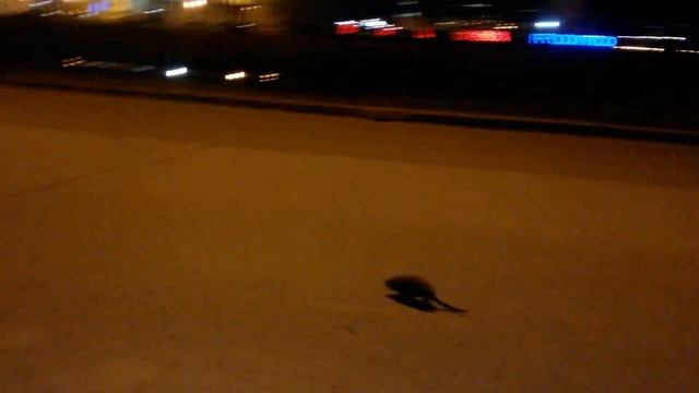 Крыса-мутант атакует. смотреть онлайн