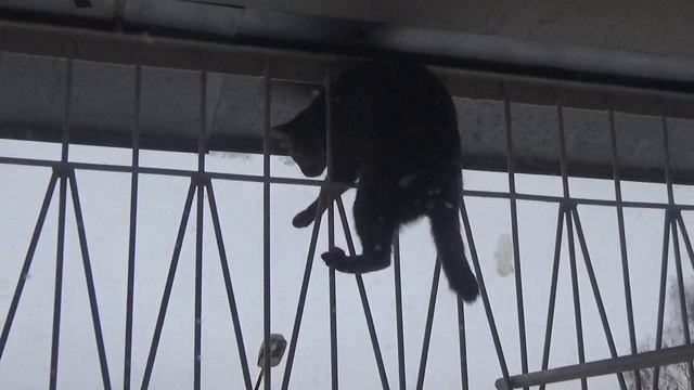 Кот мой Джим акробат и лазутчик.