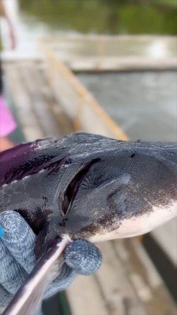 ￼КРУПНЫЙ УЛОВ на Волге. #shorts #short #shortvideo #fishing #fish смотреть онлайн