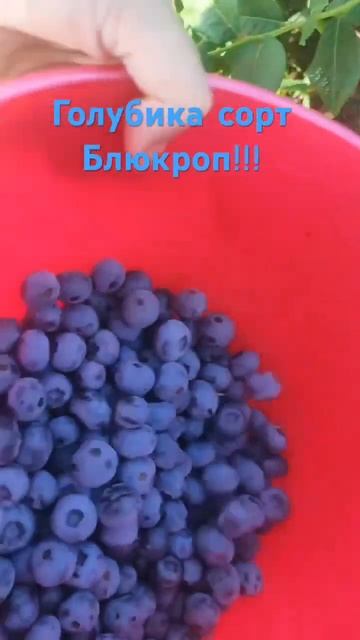 Голубика сорт Блюкроп. Выращивание голубики #голубика #голубикасадовая #выращиваниеголубики