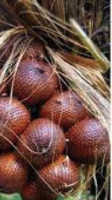 Manfaat & Nutrisi SALAK #quotes #manfaatbuah #funnyquotes смотреть онлайн