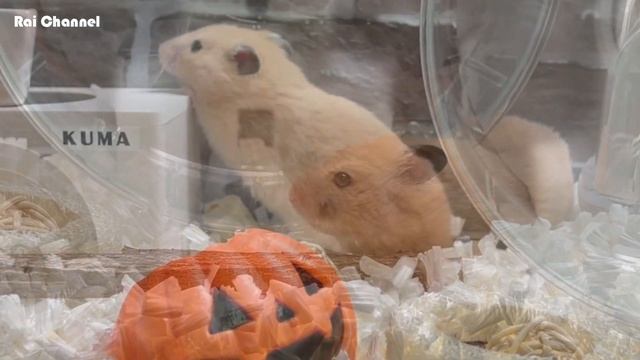 ハムスターケージにサトウキビを入れてみた【ゴールデンハムスター】シリアンハムスター