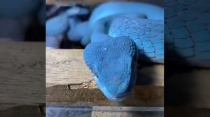 Ядовитые змеи рода Куфии семейства гадюковых #змея #гадюка