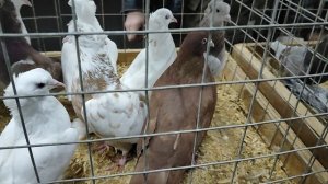 22.02.2025г Рынок Садовод ч. 1