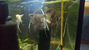 Поведение скалярий в отдельной Акве...