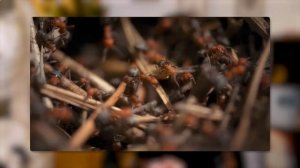 Венички с крапивой - эффективное средство для расслабления и восстановления суставов