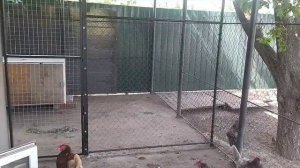 Зимний курятник с выгулом #курятникизгазобетона #курятник #куры #курынесушки #газобетон