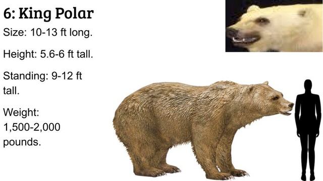 Top 10 Cenozoic Land Mammal Carnivores