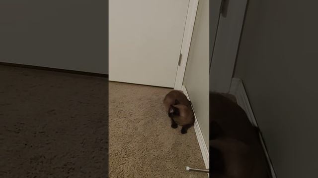 Кошка и постель. Часть 3 смотреть онлайн