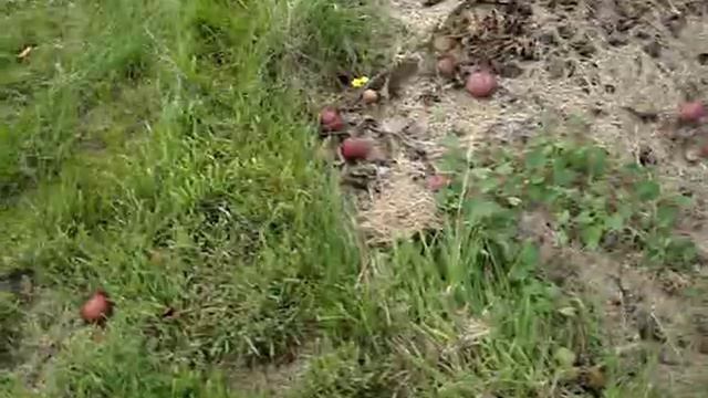 Apple Variety Spartan смотреть онлайн