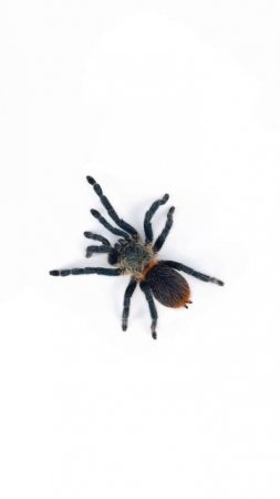 Can you say Dolichothele diamantinensis? #tarantula #spider