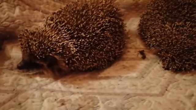 Ёжики 2 смотреть онлайн