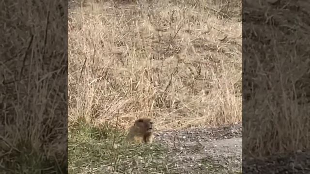 Белгородчинасурок-байбак издаёт звуки это сигнал о приближении весны