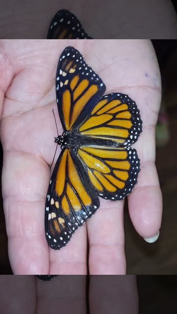 Monarch Butterfly смотреть онлайн