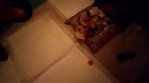 Танец на цыпочках