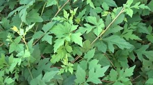 Ampelopsis aconitifolia Bunge čes. révovník omějolistý