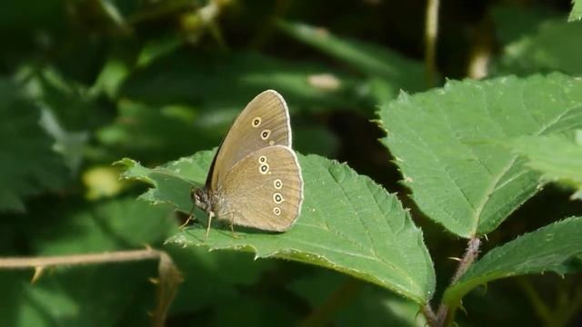 Aphantopus hyperanthus (m) - Forêt de Sénart 06.2020 - FRANCE смотреть онлайн