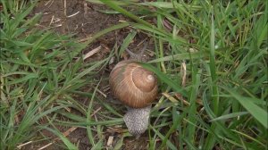 Vrtni polž - Helix pomatia (Linnaeus, 1758)