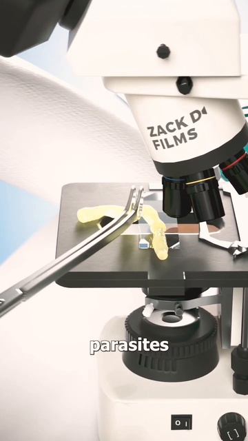 What Is A Rope Worms? 🤔 смотреть онлайн