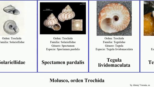 Molusco, orden Trochida tegula corona helios mollusca Elaphriella Fuse pardalis lividomaculata смотреть онлайн