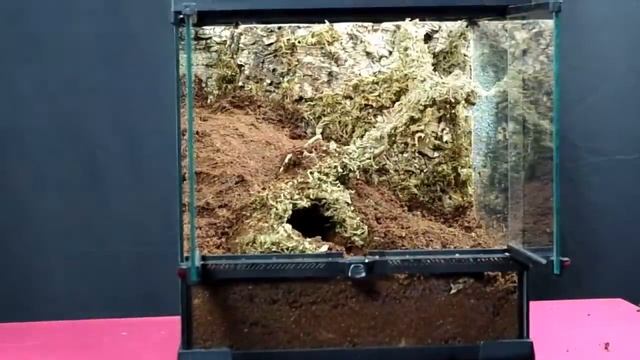 Terrarium dla Holothele sp. Colombia. Enclosure setup for Bumblebee tarantula. смотреть онлайн