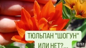 МЕНЯ ОБМАНУЛИ? ИЛИ ЭТО ТЮЛЬПАН "ШОГУН", НО НЕ ЖЁЛТЫЙ...12.04.2024г.