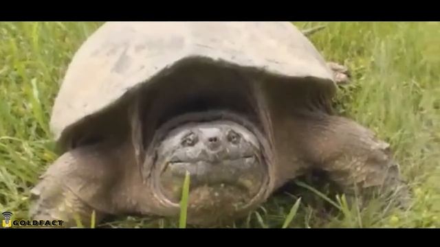 Snapping Turtle Facts: Also Alligator vs common Snapping turtle