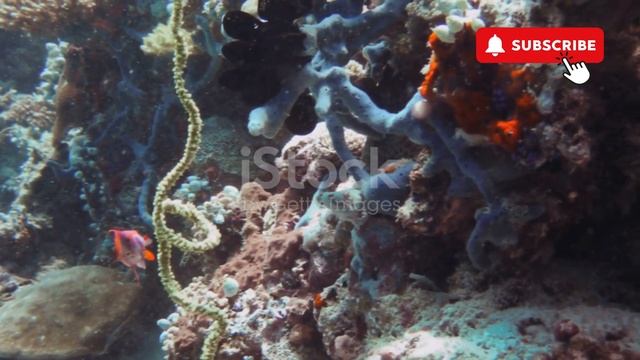 Uncovering the Secrets of Living in the Cambrian Period! смотреть онлайн