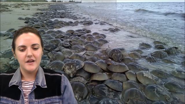 Adventurous Kids: Horseshoe Crabs смотреть онлайн