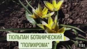 ТЮЛЬПАН БОТАНИЧЕСКИЙ "ПОЛИХРОМА".12.04.2024г.