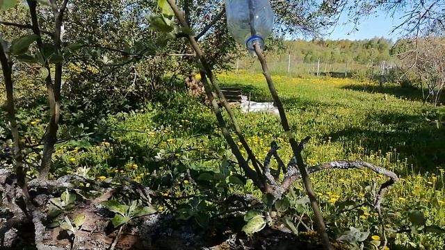 Воздушный саженец. Пробуем. смотреть онлайн