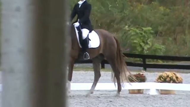 Warsteiner (Riverman ISF X Roemer), Region 8 CHAMPION 3rd Level 2009 смотреть онлайн