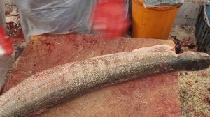 Large Barracuda 10 LBS/ $100 Fish Filleting In Middle East।Barracuda Fish Fresh Fillet in Arabian