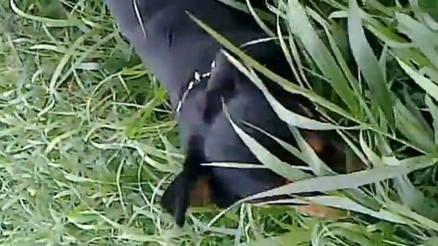 собака пасется на лугу смотреть онлайн