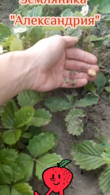 #земляника🍓🤗 "Александрия"#садогород #сад #своимируками #огород #ягоды смотреть онлайн