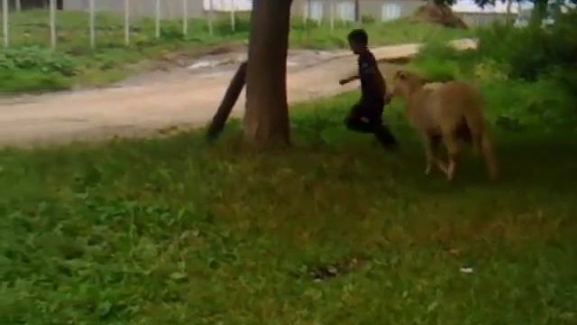 Бешенный баран нападает на 9 ти летнего мальчика смотреть онлайн