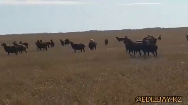 Эдильбаевские ярки 2019 Северо-Казахстанская область ТОО Екпин 2002