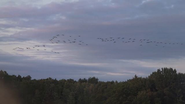 Episode 3: New York Goose Season 2021 смотреть онлайн