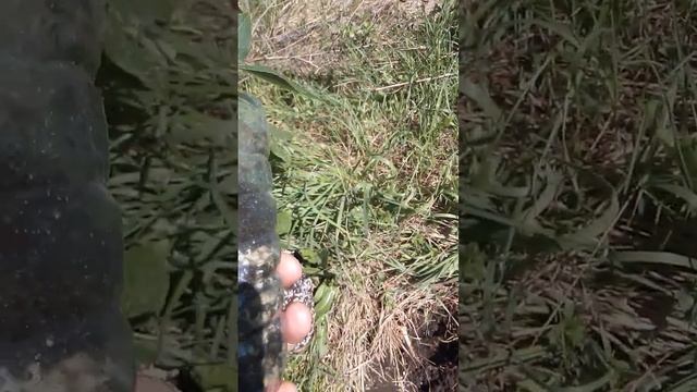 Посадка тополя-сеголетки в конце апреля. Как такое возможно? смотреть онлайн