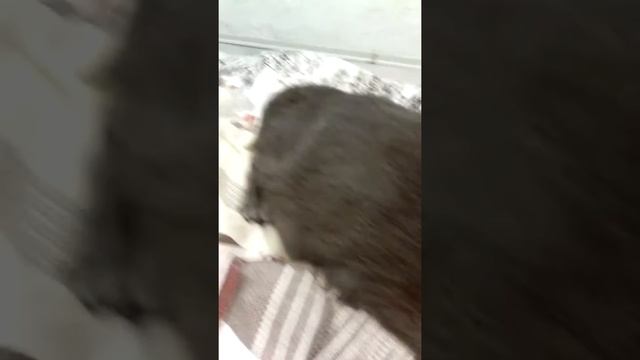 Грузия.Наша жизнь в Батуми смотреть онлайн