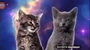 Топ 3 песни котов