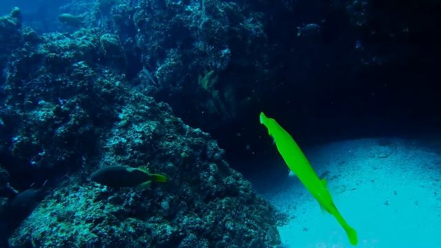 Yellow trumpet fish смотреть онлайн