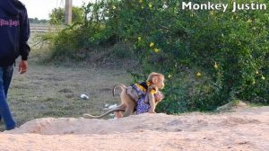 Wow, Monkey Katy Always Helps Her Little Brother, Justin ,To Hug Under Whole Her Body Go 4 A Walk