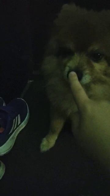 меня за палец укусила собака смотреть онлайн