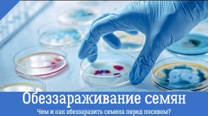 Обеззараживание семян эффективно, без потери всхожести. Интересные результаты