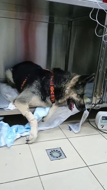 хронический вестибулярный синдром, обострение смотреть онлайн