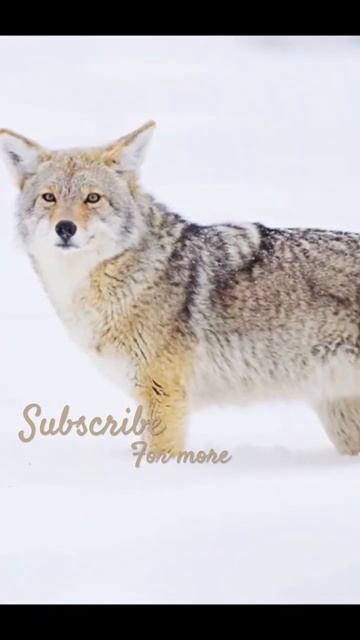 Surviving Yellowstone's Harsh Winter - wildlife photography смотреть онлайн