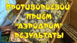 ИЗБАВИЛСЯ ОТ РОЕНИЯ НА 100%! БОРЬБА С РОЕНИЕМ ПЧЁЛ. ПРОТИВОРОЕВОЙ ПРИЁМ _АЭРОДРОМ_. РЕЗУЛЬТАТЫ.