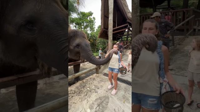 Зоопарк острова Бали! BALI ZOO 2025